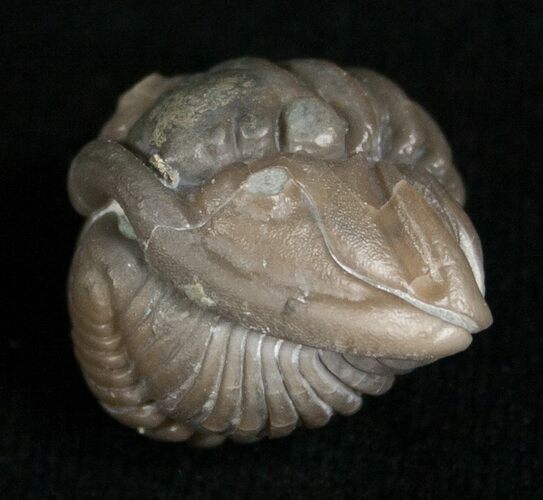 Enrolled Flexicalymene Trilobite From Indiana #5613